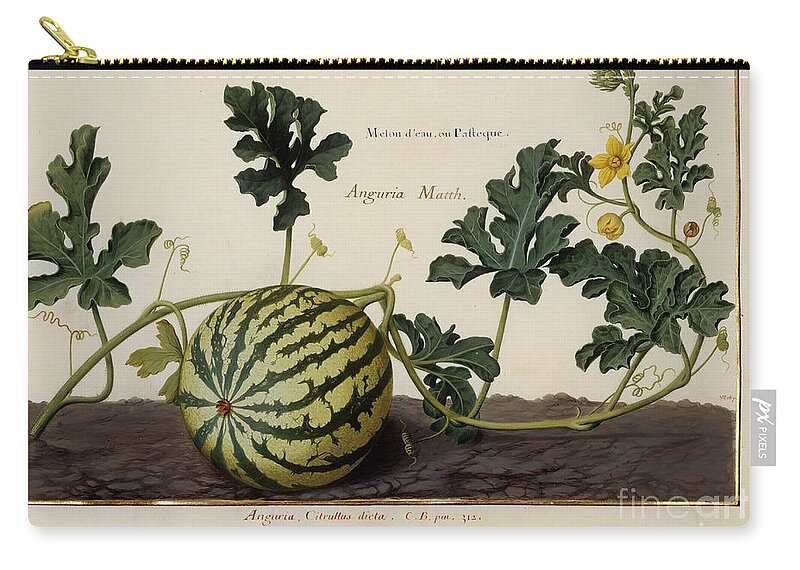 Watermelon Vine And Fruit O1 Zip Pouch by Botany Pixels