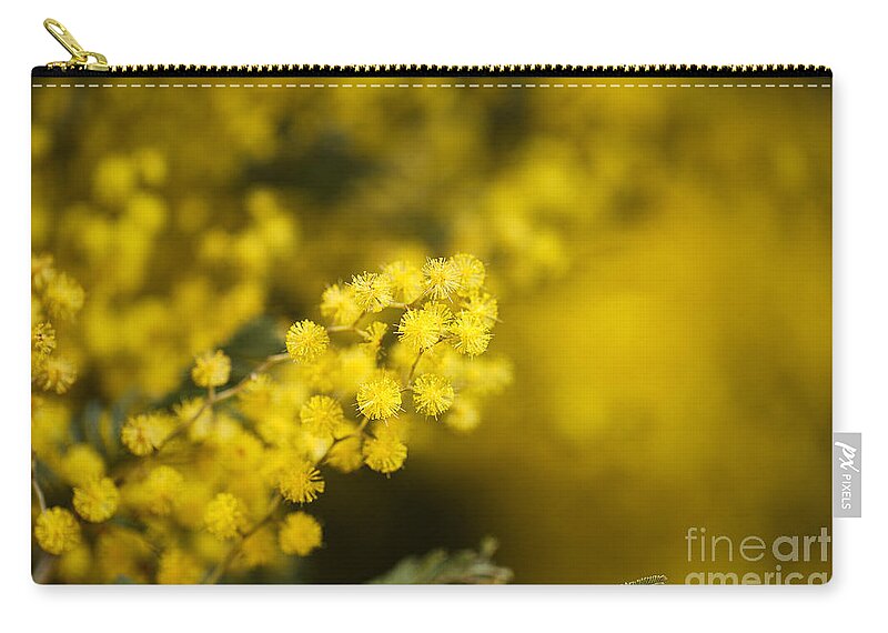 Australian Flower Zip Pouch featuring the photograph Wattle Tree Flowers by Joy Watson