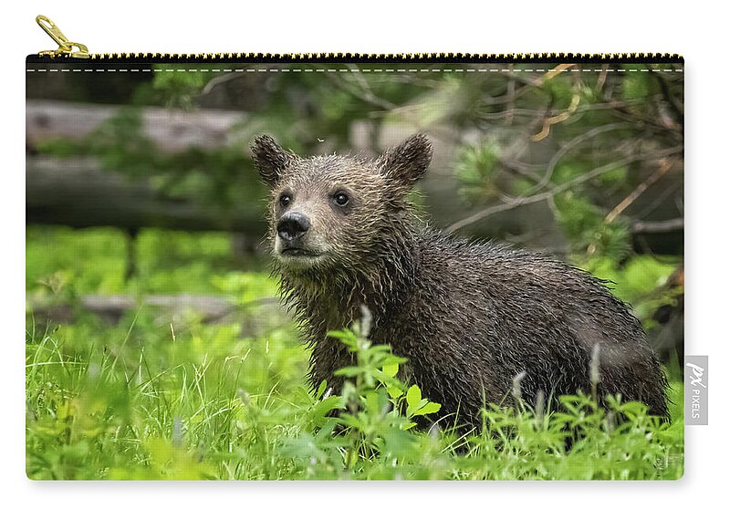 Grizzly Bear Cub Zip Pouch featuring the photograph Wet Grizzly Cub by Belinda Greb
