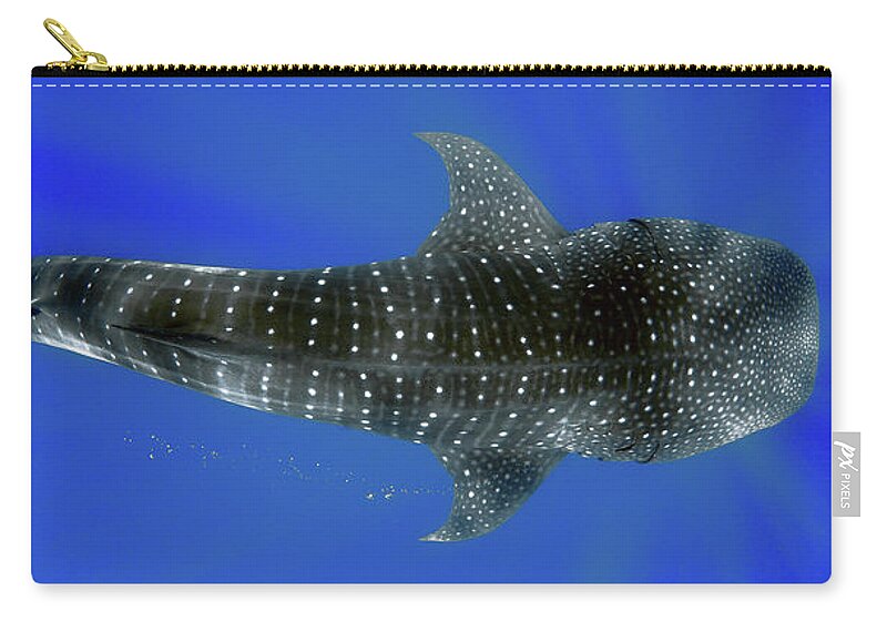 Whale Shark Zip Pouch featuring the photograph Whale shark by Artesub