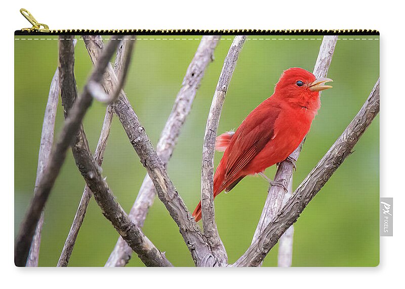 Red Zip Pouch featuring the photograph What a Red by Pam Rendall