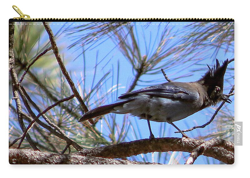 Bluejay Stellar's Bluejay Wild Bird Bird Nature Wildlife Wildlife Photography Nature Photography  Carry-all Pouch featuring the photograph What is That? by Laura Putman