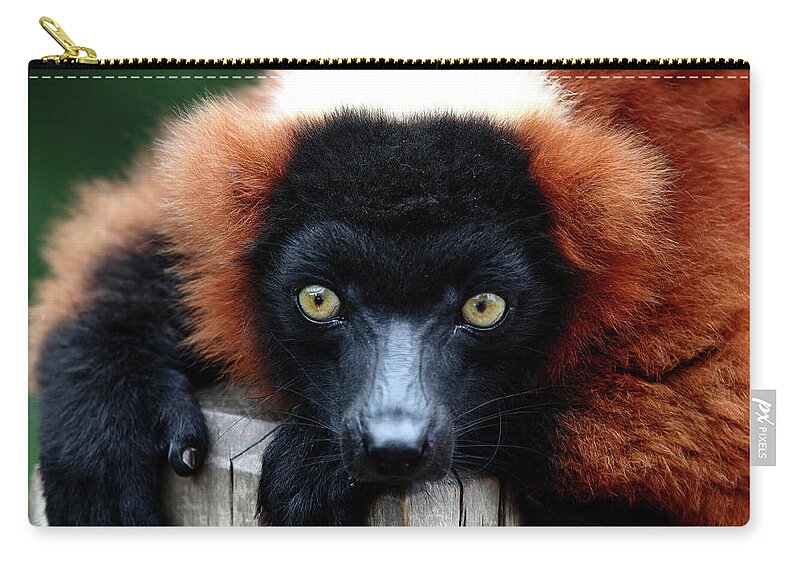 Red Ruffed Lemur Carry-all Pouch featuring the photograph Whatchya Lookin At by Lens Art Photography By Larry Trager