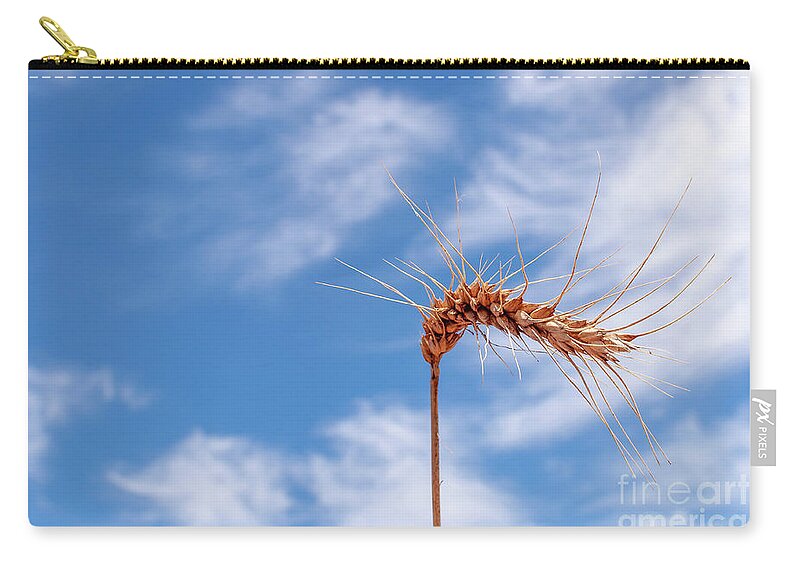 Wheat Zip Pouch featuring the photograph Wheat by Daniel M Walsh