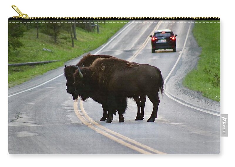 Bison Zip Pouch featuring the photograph Which way should we go? by Yvonne M Smith