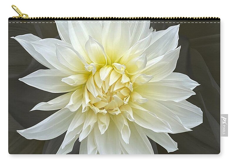 Dahlia Zip Pouch featuring the photograph White Cactus Dahlia by Jerry Abbott