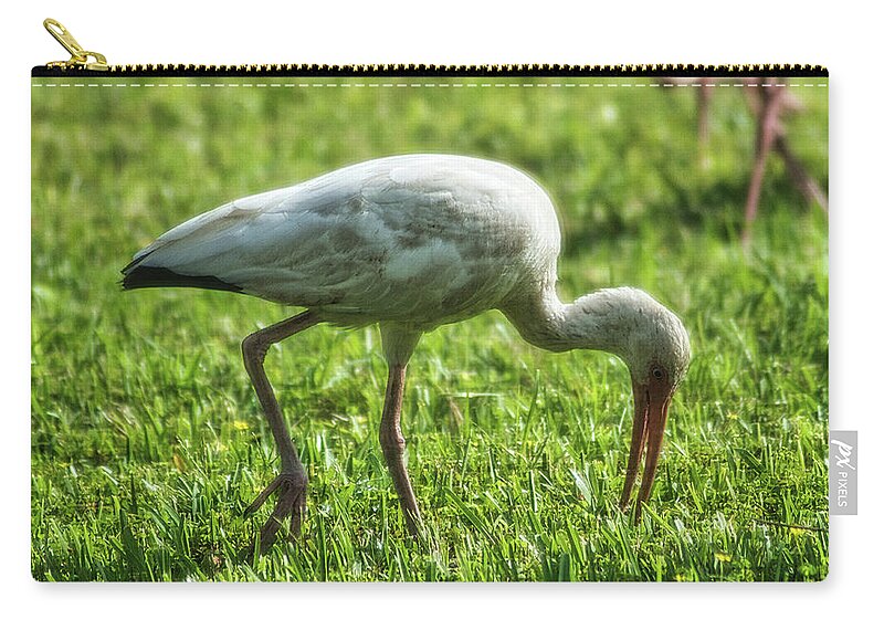 Bird Carry-all Pouch featuring the photograph White Ibis Feeding Time by Portia Olaughlin