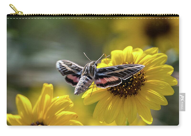 Hyles Lineata Zip Pouch featuring the photograph White-Lined Sphinx Moth Wings Spread by Debra Martz