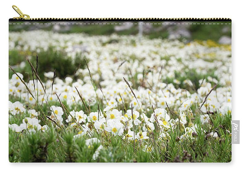 Helianthemum Zip Pouch featuring the photograph White rock-rose, Helianthemum apenninum field by Jean-Luc Farges