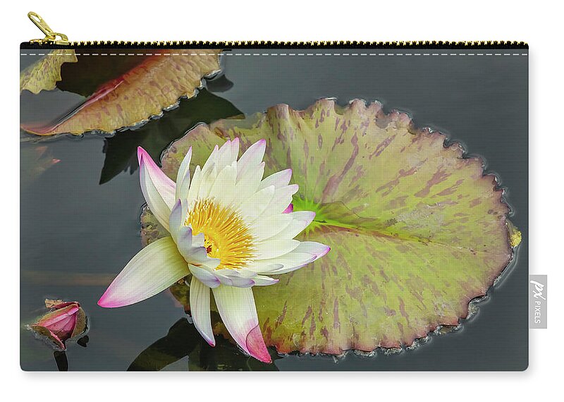 Lily Zip Pouch featuring the photograph White Water Lily by Cate Franklyn