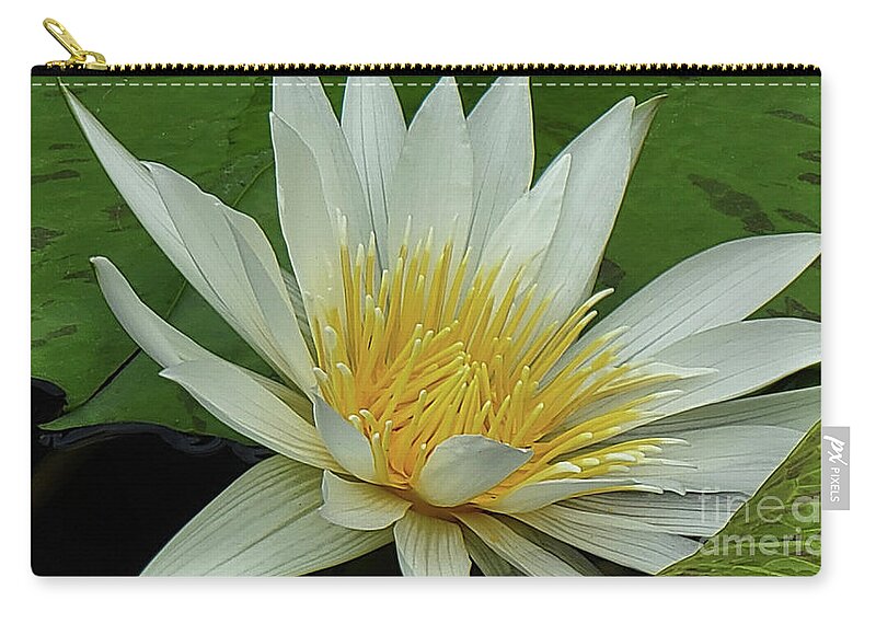 Art Zip Pouch featuring the photograph White Water Lily by Jeannie Rhode