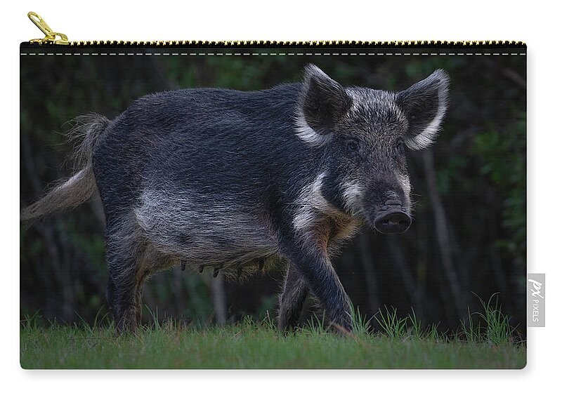 Hog Zip Pouch featuring the photograph Wild Boar 2 by Larry Marshall