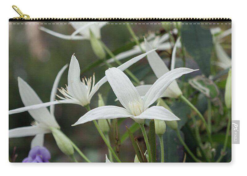 Clematis Zip Pouch featuring the photograph Wild Clematis Aristrata by Elaine Teague