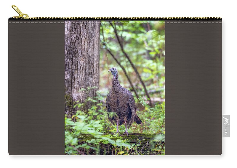 Wild Turkey Zip Pouch featuring the photograph Wild Turkey Standing on a Log by Susan Rissi Tregoning