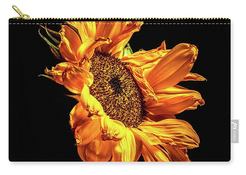 Black Background Zip Pouch featuring the photograph Wilting Sunflower #2 by Kevin Suttlehan