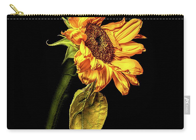 Black Background Carry-all Pouch featuring the photograph Wilting Sunflower #3 by Kevin Suttlehan