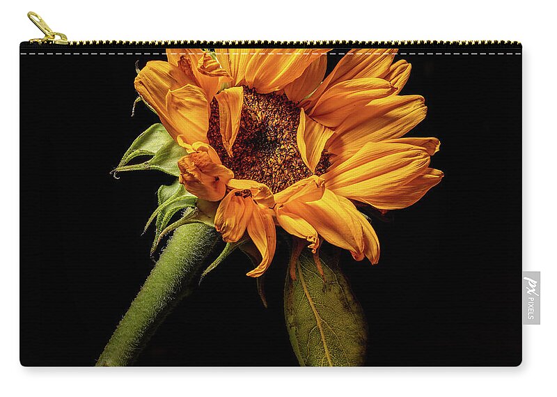 Black Background Carry-all Pouch featuring the photograph Wilting Sunflower #4 by Kevin Suttlehan