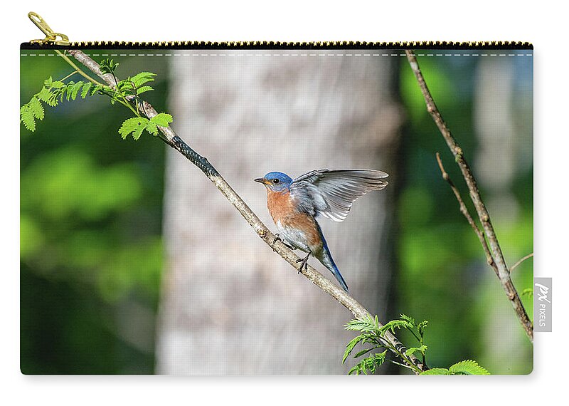 Blue Ridge Parkway Zip Pouch featuring the photograph Wings of a Bluebird by Robert J Wagner