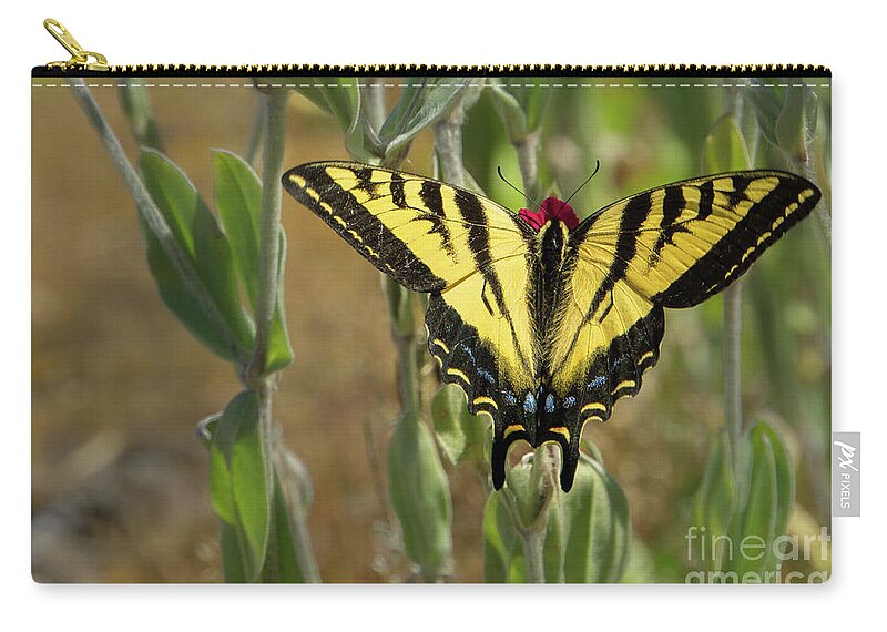 Lepidoptera Zip Pouch featuring the photograph Wings Open Western Tiger Swallowtail by Nancy Gleason