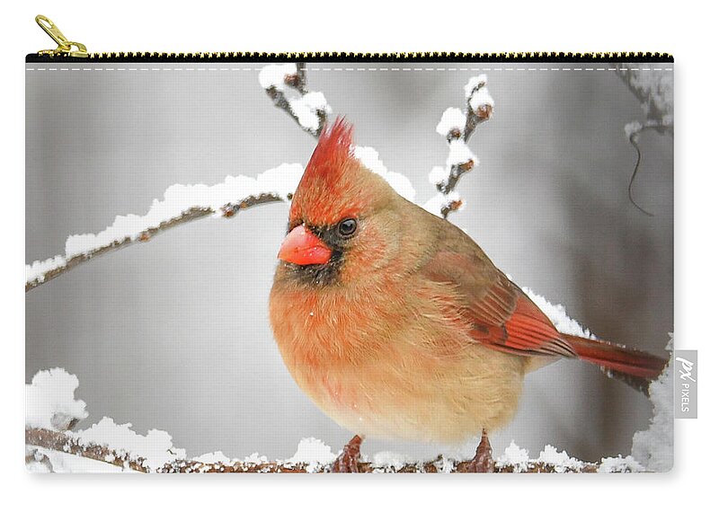 Winter Female Cardinal Zip Pouch featuring the photograph Winter Female Cardinal by Michelle Wittensoldner