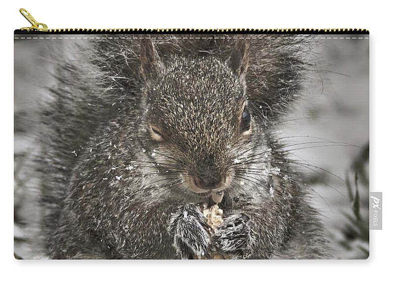 Animal Zip Pouch featuring the photograph Winter Squirrel The Wink by Bob Orsillo