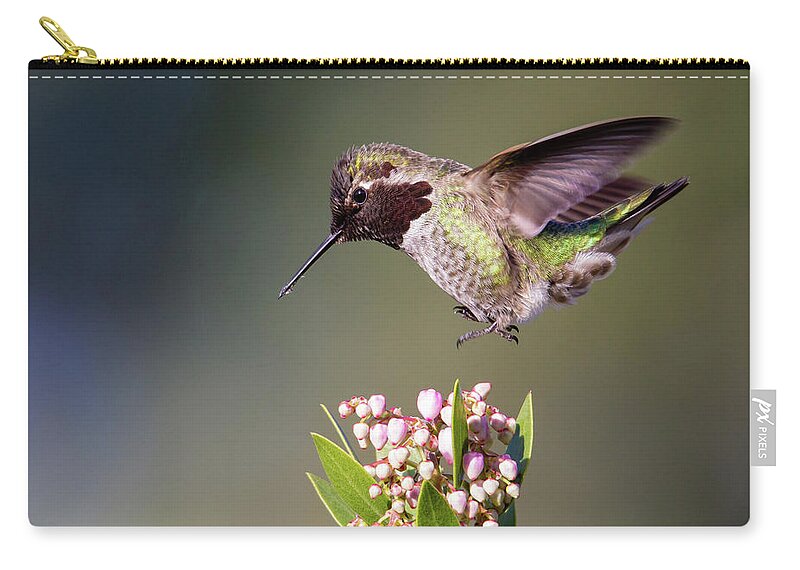 Nature Zip Pouch featuring the photograph Winter Treasure - Anna's Hummingbird by Belen Bilgic Schneider