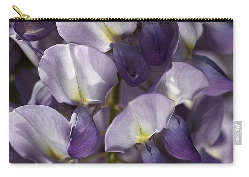Acanthaceae Zip Pouch featuring the photograph Wisteria In Spring by Joy Watson