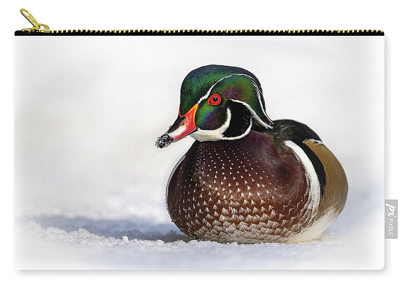 Duck Zip Pouch featuring the photograph Wood Duck in Snow by Bill Cubitt