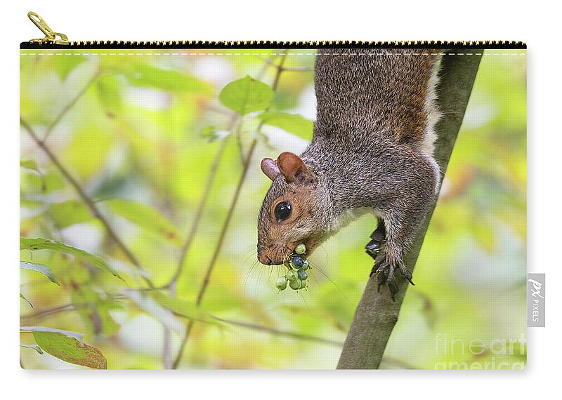 Backyard Zip Pouch featuring the photograph Woodland Creatures - Eastern Grey Squirrel by Rehna George