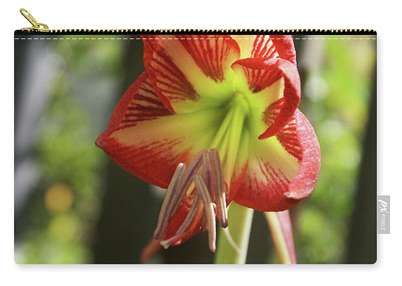  Carry-all Pouch featuring the photograph Yellow and Red Amaryllis by Heather E Harman