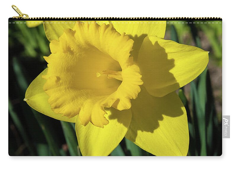 Attraction Zip Pouch featuring the photograph Yellow Blossom Of A Sunlit Daffodil In Spring by Andreas Berthold