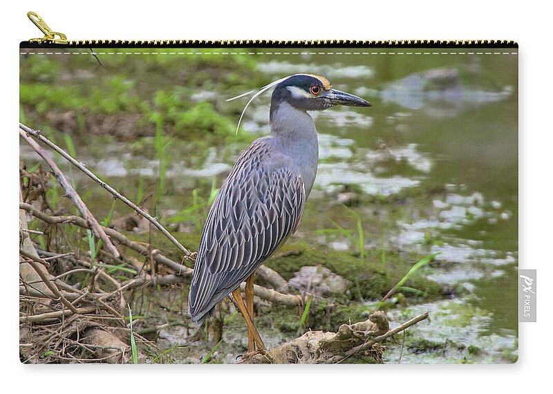 Yellow-crowned Night Heron Carry-all Pouch featuring the photograph Yellow-Crowned Night Heron by Ron Grafe