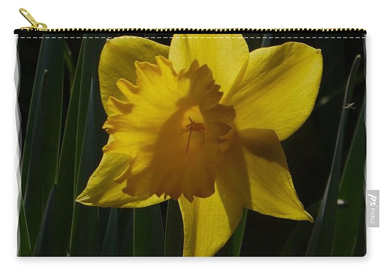 Art Zip Pouch featuring the photograph Yellow Daffodil 8 by Jean Bernard Roussilhe