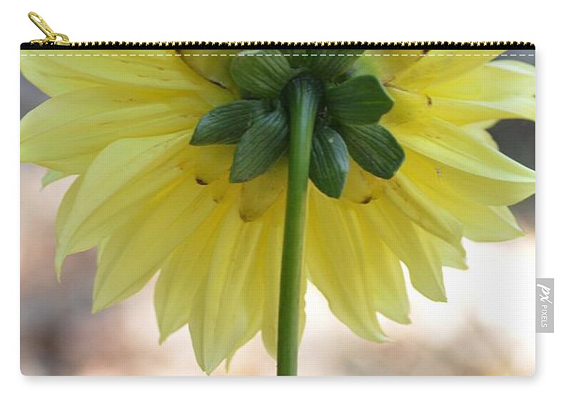 Dahlia Carry-all Pouch featuring the photograph Yellow Dahlia Silhouette by Amy Fose