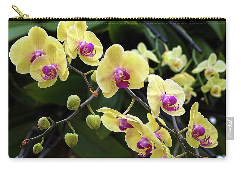 Flower Carry-all Pouch featuring the photograph Yellow Moth Orchids by Ron Grafe