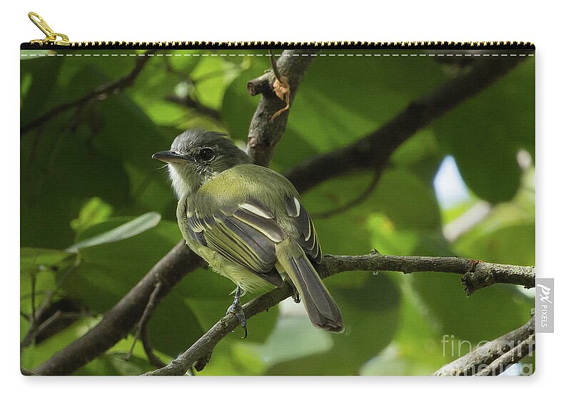 Yellow-olive Flatbill Zip Pouch featuring the photograph Yellow-Olive Flycatcher by Eva Lechner