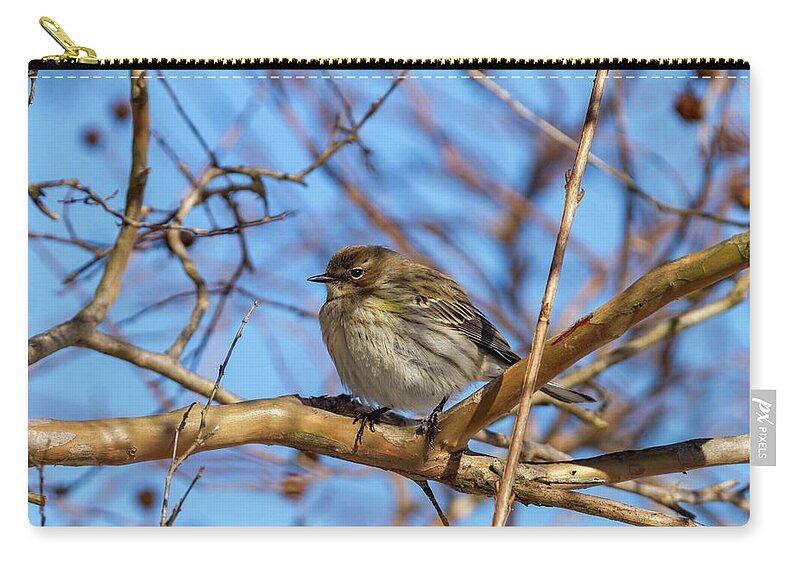 North Zip Pouch featuring the photograph Yellow-rumped Warbler Perched by Liza Eckardt