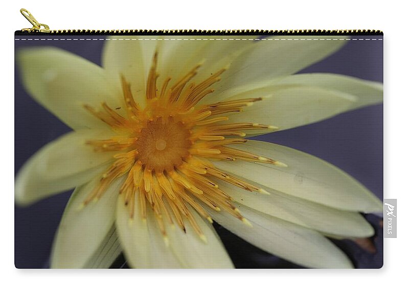 Water Lily Zip Pouch featuring the photograph Yellow Star by Mingming Jiang