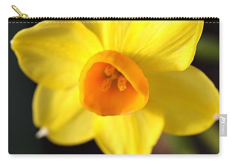 Daffodil Zip Pouch featuring the photograph Yellows of Jonquils by Joy Watson