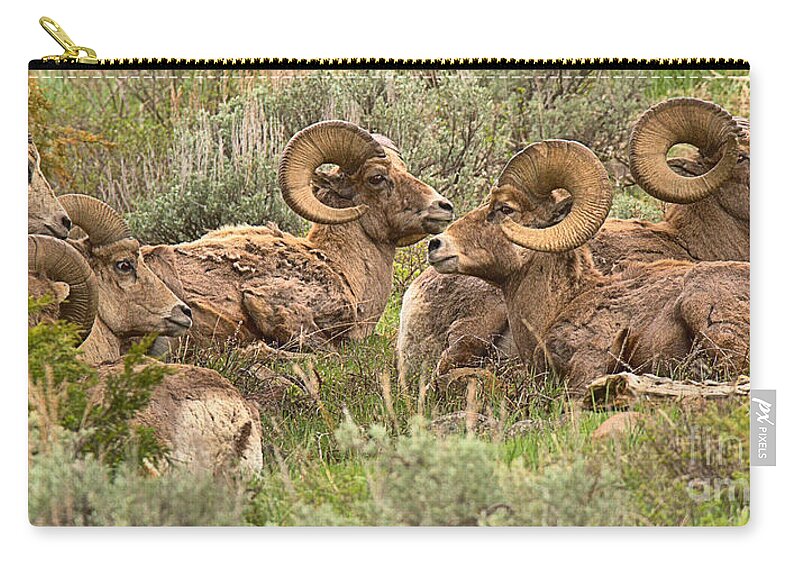 Bighorn Zip Pouch featuring the photograph Yellowstone Meeting Of The Horns Crop by Adam Jewell