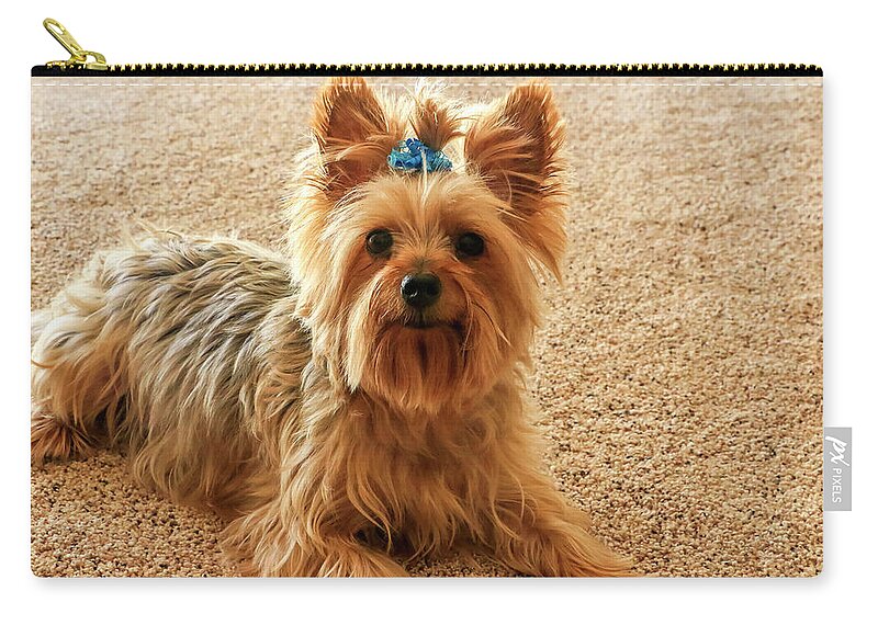 Animal Zip Pouch featuring the photograph Yorkie with blue bow by Dawn Richards