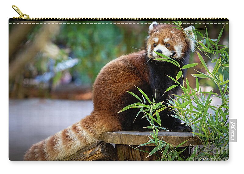 David Levin Photography Zip Pouch featuring the photograph You Can't See Me by David Levin