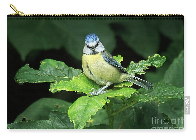 Blue Tit Zip Pouch featuring the photograph You Lookin' At Me? by Terri Waters