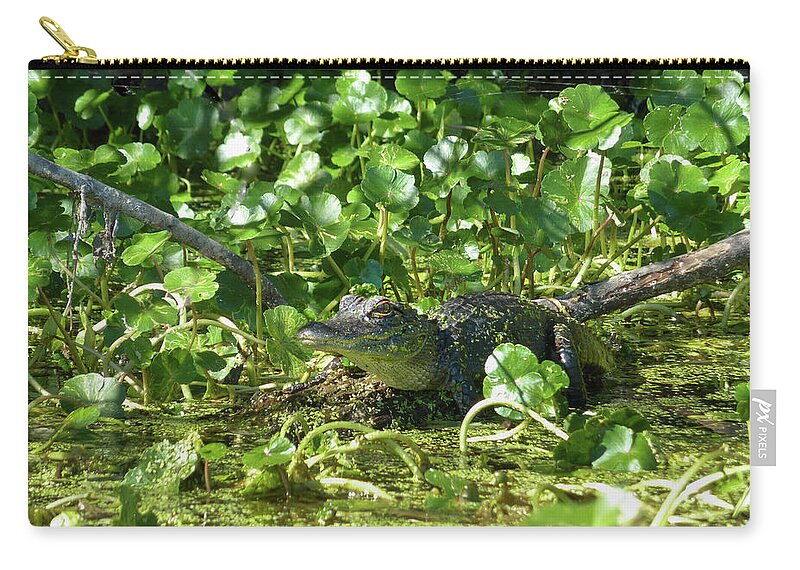 Alligator Carry-all Pouch featuring the photograph Young Alligator by Karen Rispin