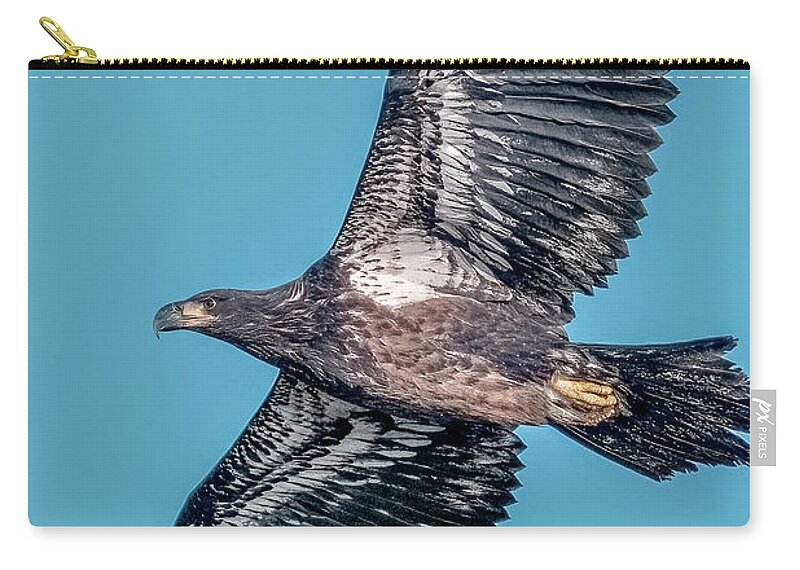 Young Bald Eagle Zip Pouch featuring the photograph Young Bald Eagle by Timothy Anable