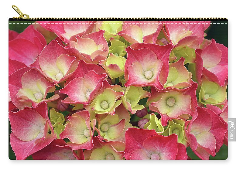 Hydrangea Carry-all Pouch featuring the photograph Young French Hydrangea by Maria Meester