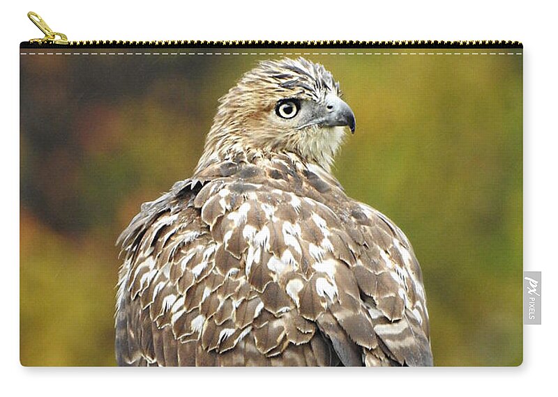 Young Red-tail Zip Pouch featuring the photograph Young Red-tail by Dark Whimsy