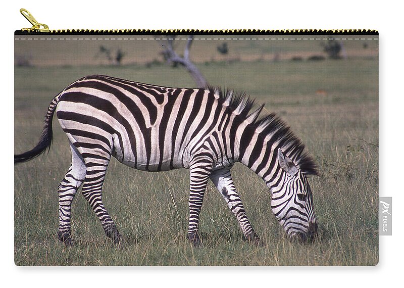 Africa Zip Pouch featuring the photograph Zebra Eating in Field by Russel Considine