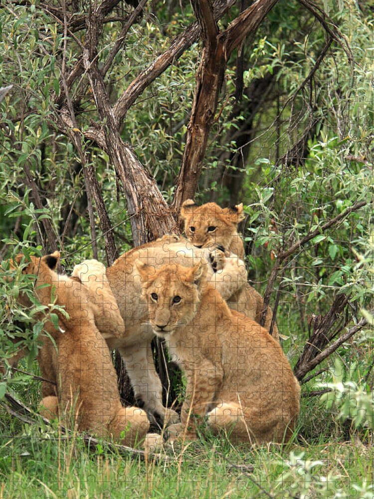 Lion Jigsaw Puzzle featuring the photograph Masai Mara Lion Cubs by Aidan Moran