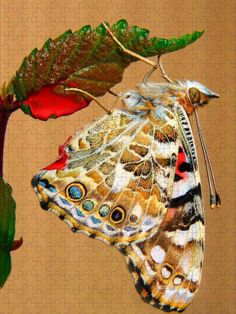 Butterfly Jigsaw Puzzle featuring the photograph Painted Lady Butterfly by David and Carol Kelly